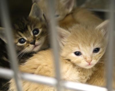 Kitten for sale